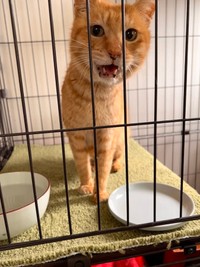 ひどい口内炎も少しずつ改善しているそう（画像提供：今村かなえさん）