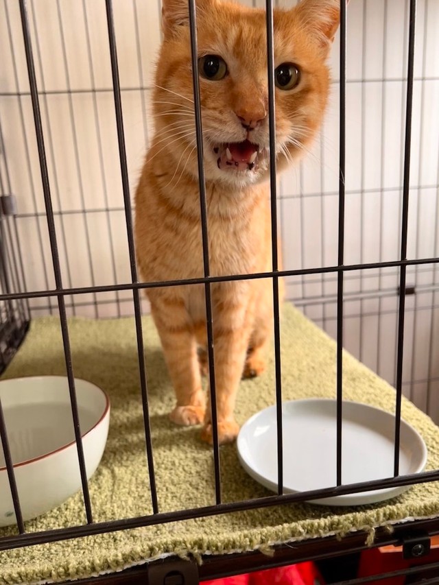 ひどい口内炎も少しずつ改善しているそう（画像提供：今村かなえさん）