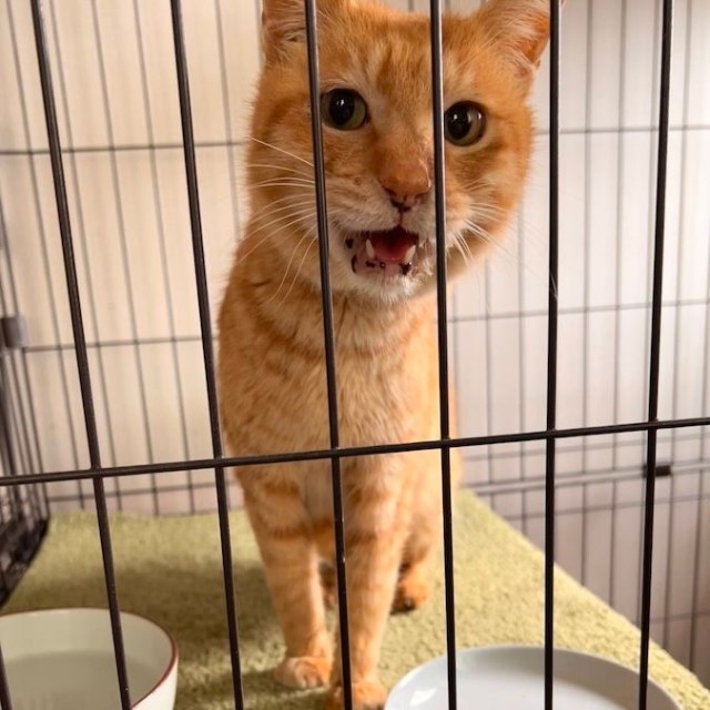 ひどい口内炎も少しずつ改善しているそう（画像提供：今村かなえさん）