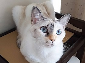 青い目の「ロージー」、ワゴンの上がお気に入り