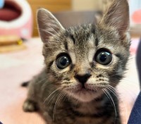 亡くなった1匹の分も含めて元気に育ってね