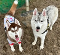 カメラを見つめる（左から）同居犬のぶなちゃん、福丸くん（画像提供：ふくまる＋ぶな＝さん）