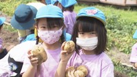 園児がジャガイモの収穫体験（高松市立仏生山公園　1日）