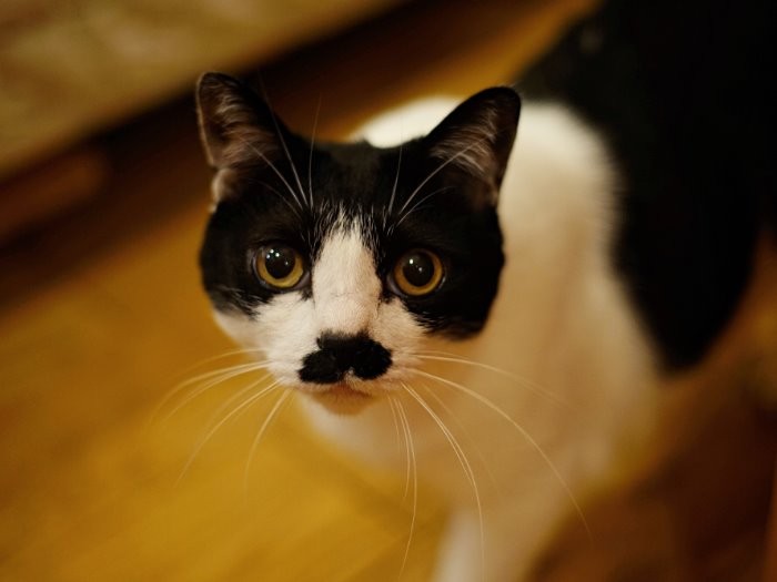 これからもよろしくね、まかせてね　
Ｂｙびみゃあ　　（庄辛琪　撮影）