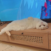 ちょっとビビりならむちゃん（提供：みょん☺︎さん）