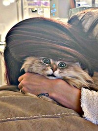 猫吸いしたら…絶望顔になったしらすちゃん（画像提供：しらす どんぐり はんぺんさん）