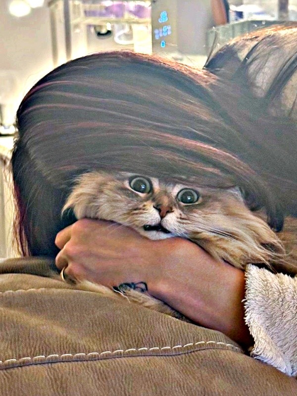 猫吸いしたら…絶望顔になったしらすちゃん（画像提供：しらす どんぐり はんぺんさん）