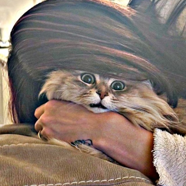 猫吸いしたら…絶望顔になったしらすちゃん（画像提供：しらす どんぐり はんぺんさん）