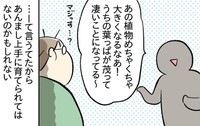 他の人が育てたウンベラータはもっと葉っぱが茂っているらしい（もっこさん提供）
