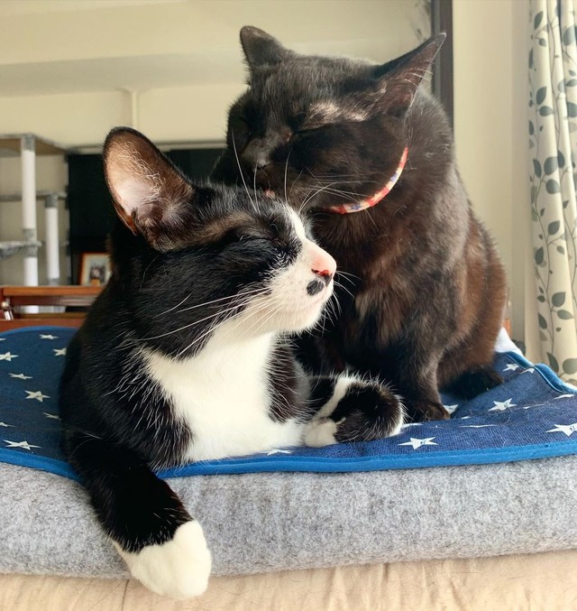 お留守番も寂しくないにゃ