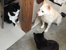 保護犬１匹と保護猫２匹 「おやつ会議」もする３匹の日常を紹介