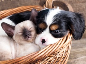 動物の幸せを考えることがありますか？〈アンケート実施中〉