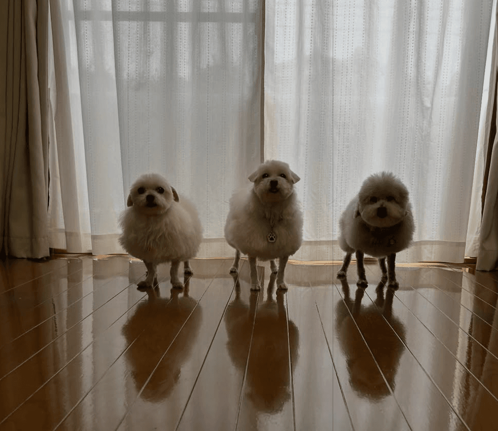 シャリに見える秘訣は羊カットだから