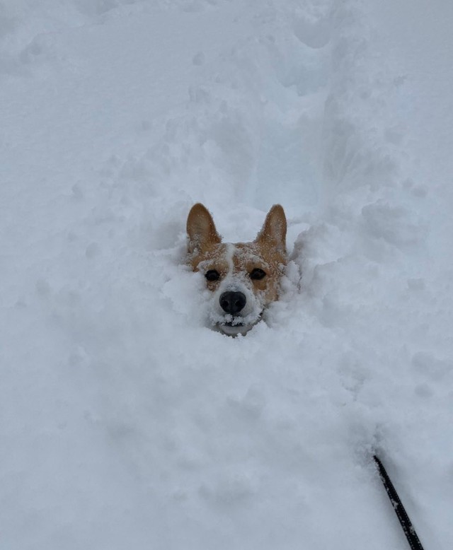 雪が大好きなこいたろうくん（画像提供:看板犬こいたろうと五天山ティーラボさん）