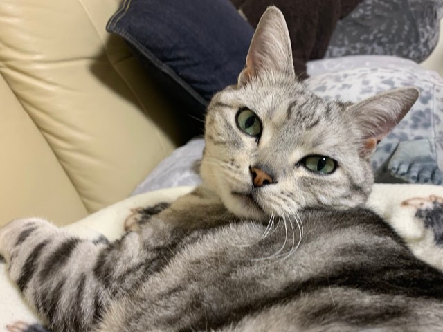 お姉ちゃんが帰って来るまで寝ない！とサスケくん＝みふゆ(三冬)さん（@mifuyu_916）提供