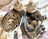 美しい毛柄が素敵な（左から）はらみさんとかるびさん（画像提供：べじたりあん。）