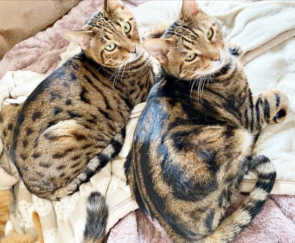 美しい毛柄が素敵な（左から）はらみさんとかるびさん（画像提供：べじたりあん。）