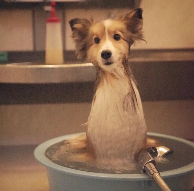 犬を洗ったら「エリンギ」が生えた？！（提供：しゃべる乳酸菌ちゃんさん）