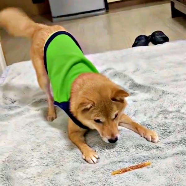 別の日。おやつを前に儀式をはじめるポンちゃん（画像提供：柴犬 ポン2さん）