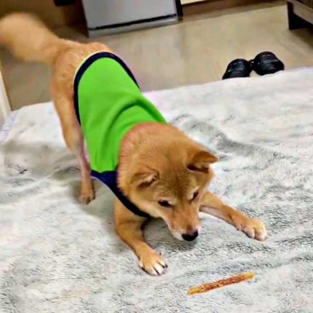 別の日。おやつを前に儀式をはじめるポンちゃん（画像提供：柴犬 ポン2さん）