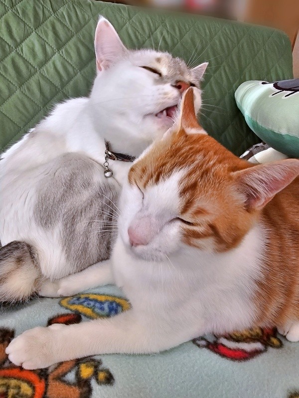 先住猫・ぎんたくんに毛づくろいされる爽太くん（画像提供：かまねこさん）
