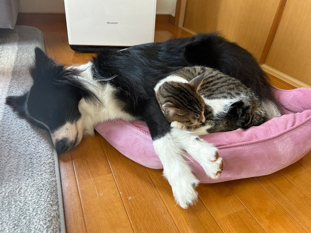 今では仲良く同じクッションで眠るしずくちゃんとバロンくん（提供：ボーダーコリーしずくさん）