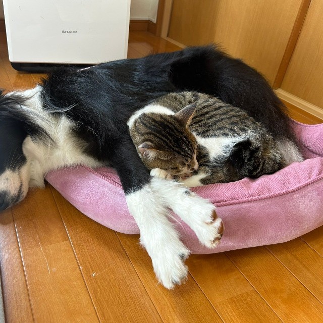 今では仲良く同じクッションで眠るしずくちゃんとバロンくん（提供：ボーダーコリーしずくさん）