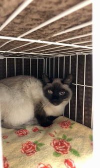 お迎え当初のナッツくん。保護猫カフェではずっと物陰に隠れていた、臆病な子