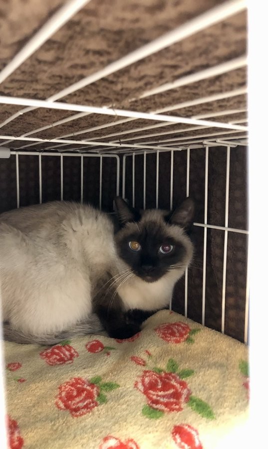 お迎え当初のナッツくん。保護猫カフェではずっと物陰に隠れていた、臆病な子