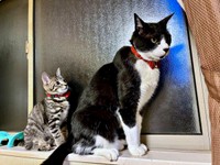 窓辺に佇むきょうだい。（左から）弟猫・ぜんくん、こてつくん（画像提供：お母ちゃん こてつ ぜんさん）