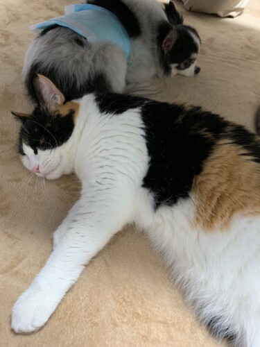 くるみと、スタッフの愛犬。病院のスタッフは、ペット同伴で出勤してくる（山下さん提供）