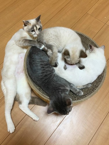 子猫たちが大きくなっても、愛情を注ぐ（鶴子さん提供）
