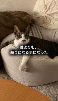 譲渡から間もなく1年。今では家族を支える「大黒柱」となった（保護猫シェルター「はぐみぃハウス」さん提供、Instagramよりキャプチャ撮影）