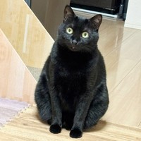 きゅるんとした瞳がキュートなあさりちゃん（画像提供：黒猫あさりさん）