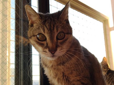 大声で鳴く猫　「問題行動」が起きたら、生活の質の改善を