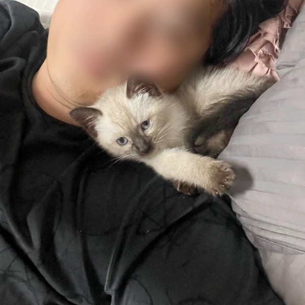 お迎えしたころ、パパに頬を寄せてくつろぐステラちゃん（画像提供：葉山あかね 2y 双子さん）