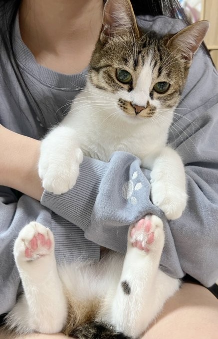 抱っこされてご満悦なココちゃん（画像提供：つくきな ココテテさん）