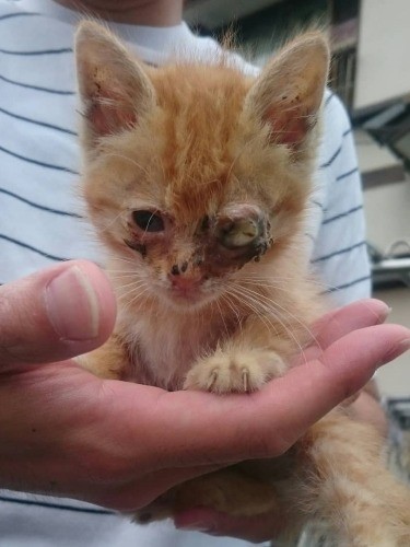 一時保護してくださったお宅にて。手のひらサイズでした