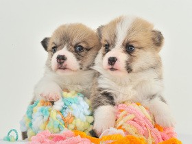 一生懸命さがいとおしい　短足犬のコーギー“あるある”が楽しめる「コギおてて」