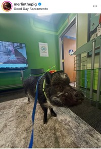 Merlinのインスタグラム＠merlinthepigより