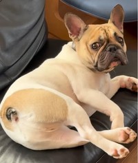 やばい…見つかっちゃった…と言っているかのよう（提供：＠frenchbulldog_elさん）
