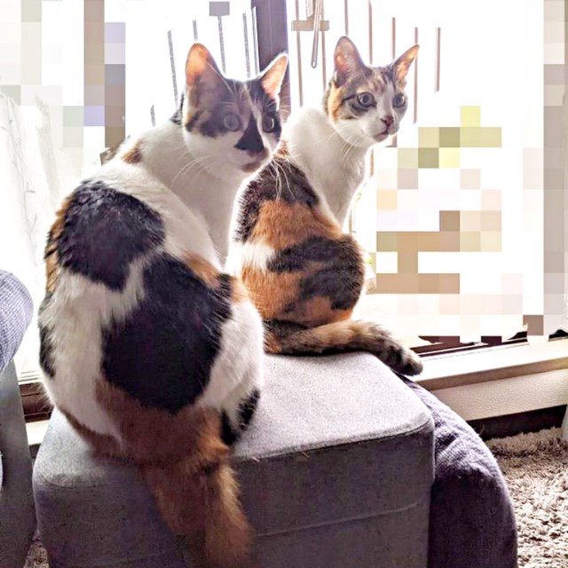 窓辺で仲良くニャルソック中！ （左から）シナちゃん、トビ子ちゃん（画像提供：tobi8/8さん）