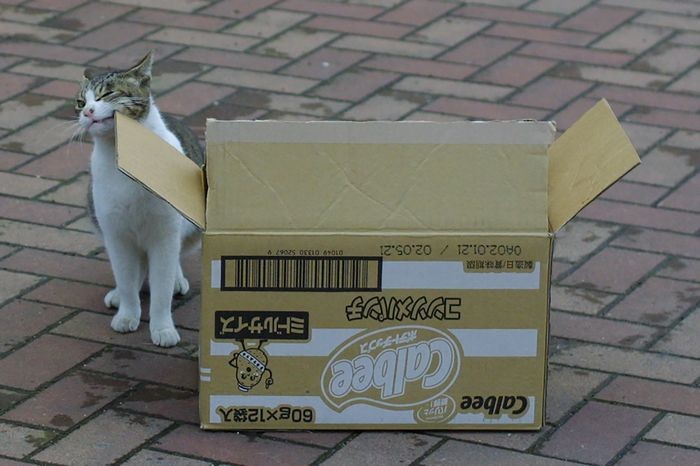 アゴが…かゆいのニャ…「のらのいる風景」（撮影　佐々木まこと）