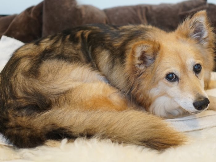 僕は幸せ、パパママも楽しいっていうよ