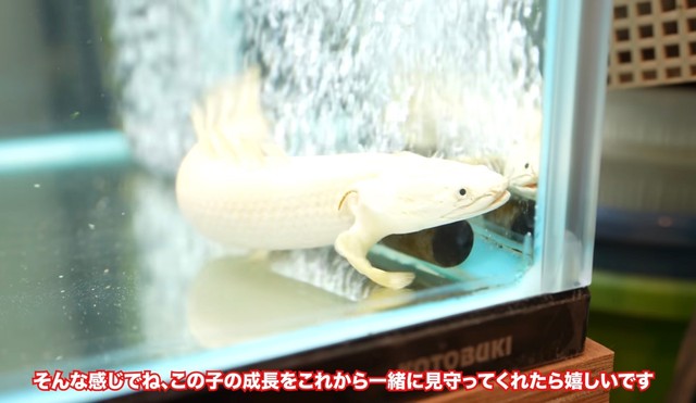 50cm超えの個体に育てるのが目標／リックさん（@aquarium_rick_agguy）提供