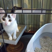 お迎翌日、はじめてうんちしてドヤ顔する半力さん。（画像提供：ぽーサん（半力さんと事務員さん)さん）