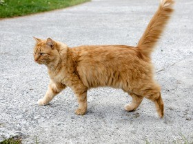 人と猫が共生できる街へ　「支援サポーター」の募集開始