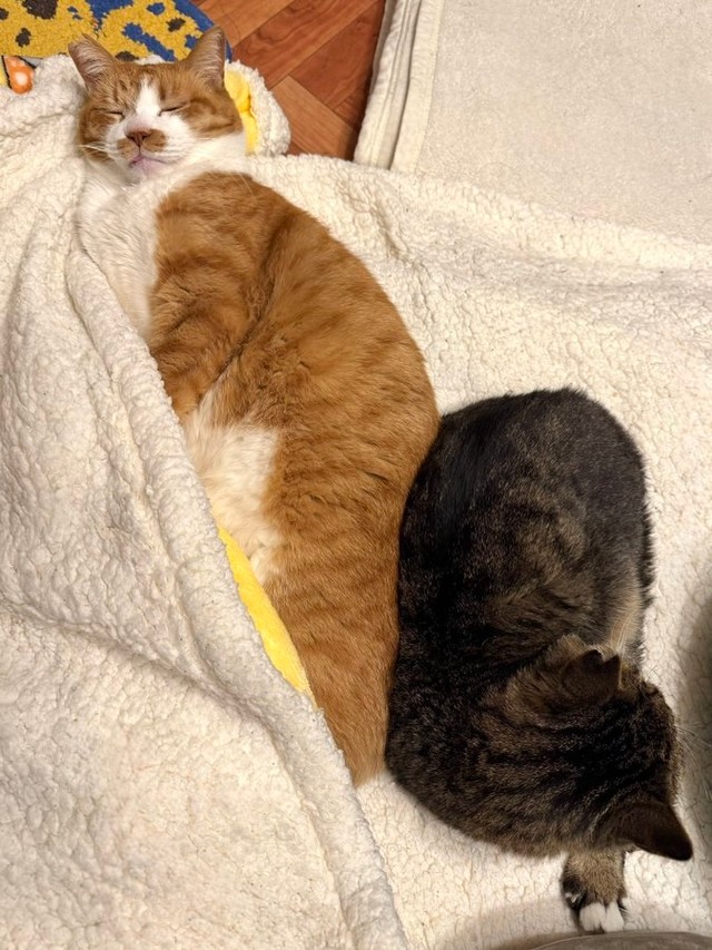 コンドリア水戸さんちの可愛い猫ちゃんたち（画像提供：コンドリア水戸さん）