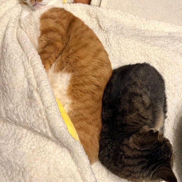 コンドリア水戸さんちの可愛い猫ちゃんたち（画像提供：コンドリア水戸さん）