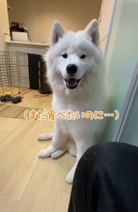 おやつのおかわりを交渉をしてくるこはくちゃん（「こはく」さん提供、Instagramよりキャプチャ撮影）